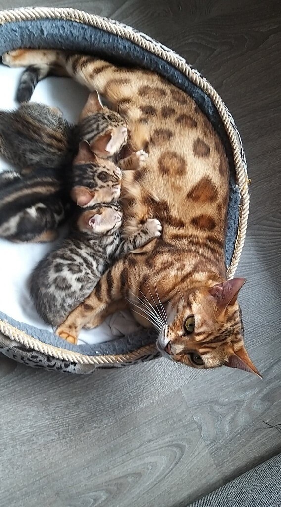 savannah cat for sale gumtree